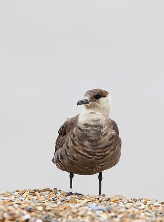 Arctic Skua