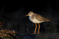 Redshank