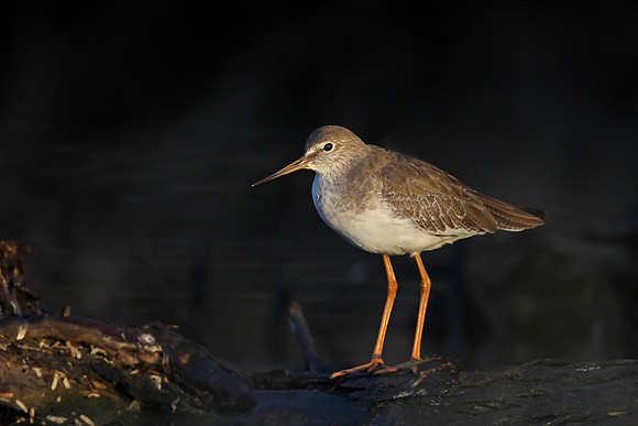 Redshank