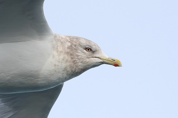 Iceland Gull