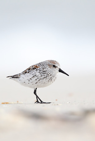 Semipalmated sandpiper