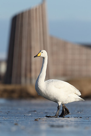Whooper Swan