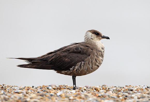 Arctic Skua