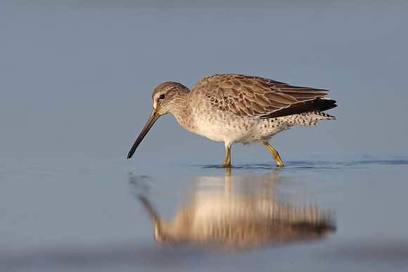 Short-billed Dowitcher