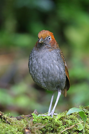 Chestnut-naped Antpitta