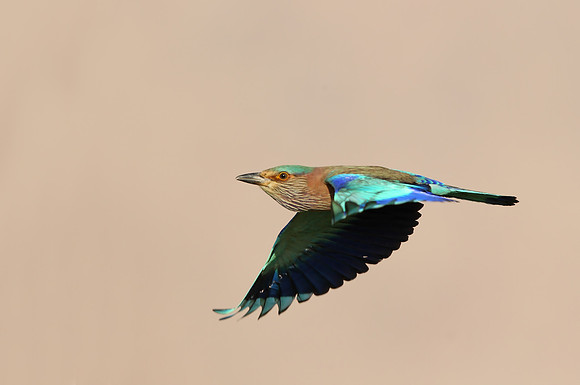 Indian Roller
