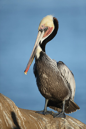 Brown Pelican