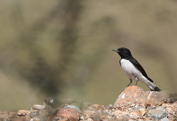 Variable Wheatear