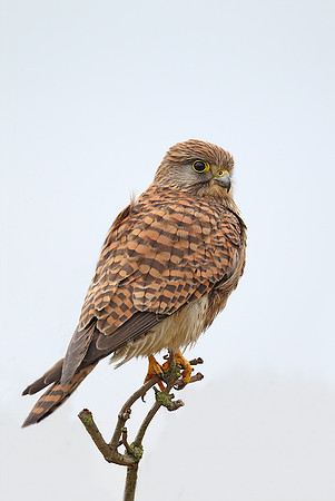 Kestrel
