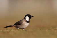 White-eared Bulbul