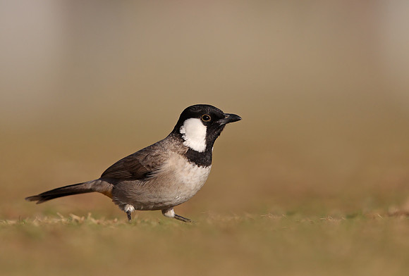 White-eared Bulbul