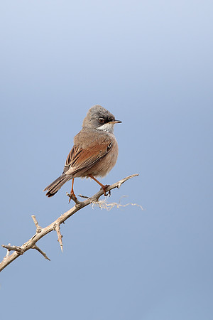 Spectacled Warbler