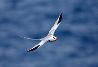 Red-billed Tropicbird