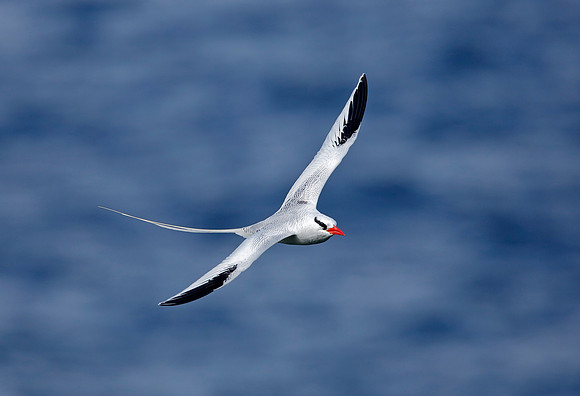 Red-billed Tropicbird