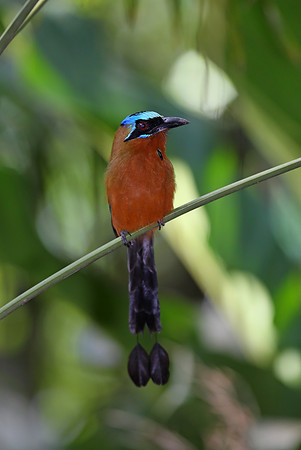 Trinidad Motmot