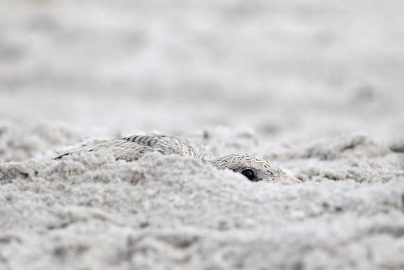 Black Skimmer