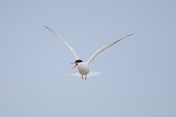 Common Tern
