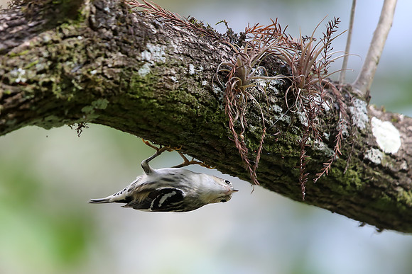 Black-and-white Warbler