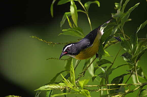 Bananaquit