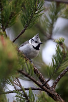 Crested Tit