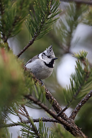 Crested Tit