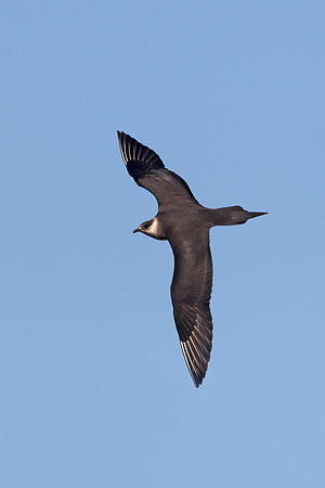 Arctic Skua