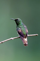 Buff-tailed Coronet