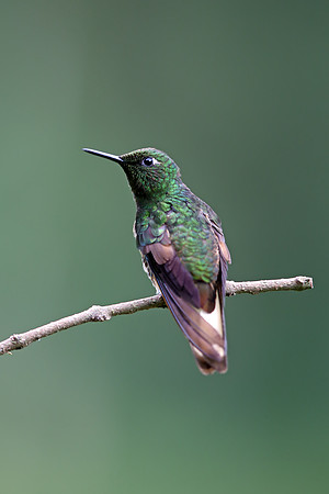 Buff-tailed Coronet