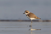 Kentish Plover