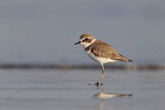 Kentish Plover