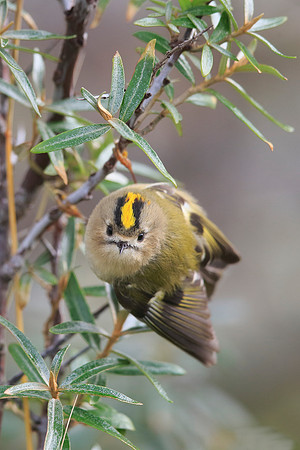 Goldcrest