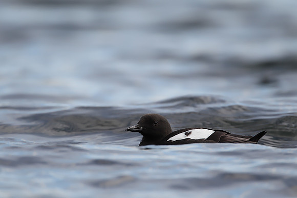 Black Guillemot
