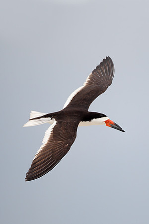 Black Skimmer