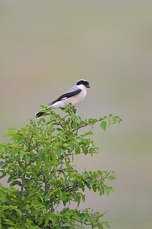 Lesser Grey Shrike