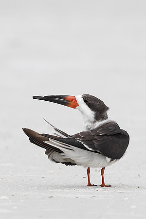 Black Skimmer