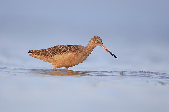 Marbled Godwit