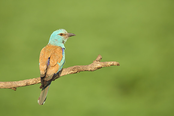 Roller