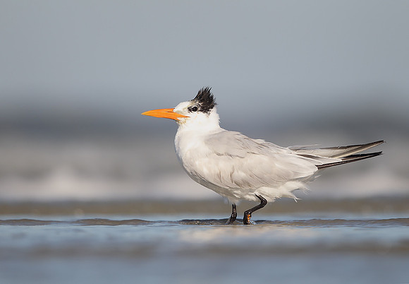 Royal Tern