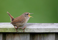 Wren