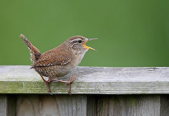Wren