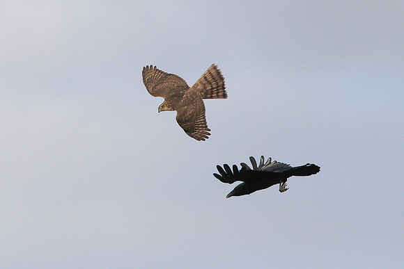 Sparrowhawk