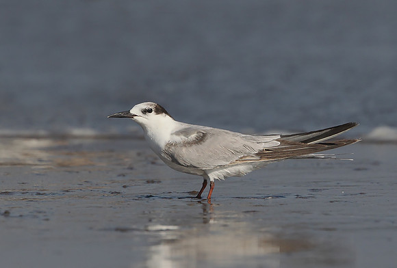 White-cheeked Tern