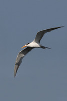 Lesser Crested Tern