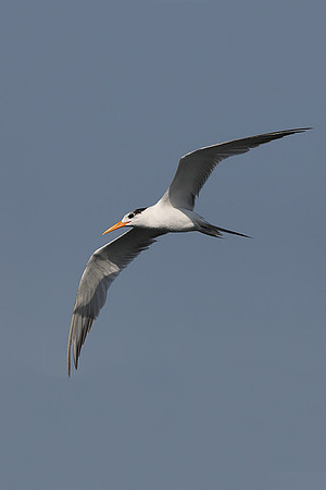 Lesser Crested Tern