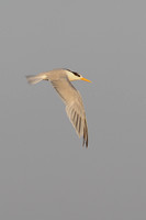 Greater Crested Tern