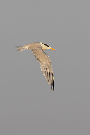 Greater Crested Tern