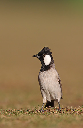 White-eared Bulbul