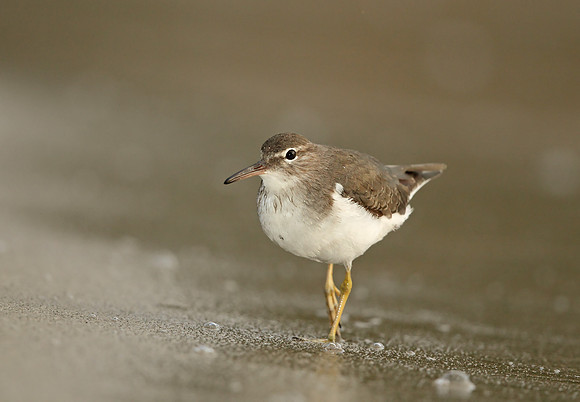 Spotted Sandpiper