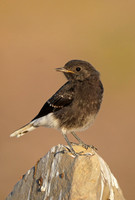 White-crowned Black Wheatear