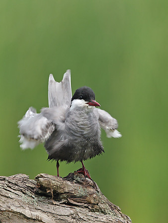 Whiskered Tern